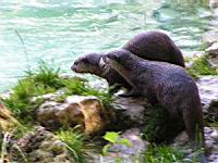 Loutre (02)